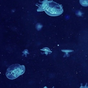 Jellyfish Bioluminescence