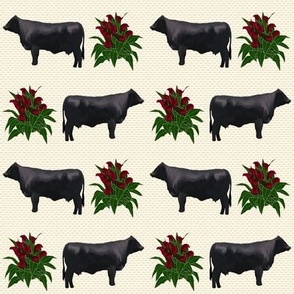 Black Angus (small)