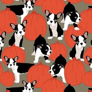 Boston Terrier Puppies and Pumpkins