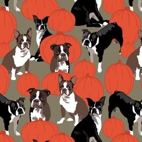 Boston Terrier Dogs  from Texas with  Pumpkins