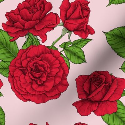 Red roses on pink