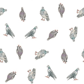 Gray Green Pigeons Doves | Watercolor | Large