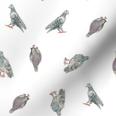 Gray Green Pigeons Doves | Watercolor | Medium