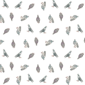 Gray Green Pigeons Doves | Watercolor | Medium