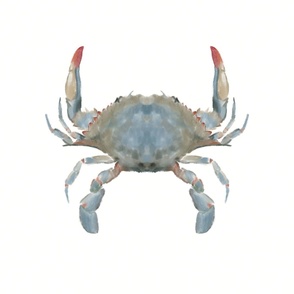 Blue Crab (24" repeat)