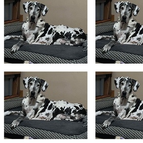 Great Dane Dog for quilting  10.5x8.5