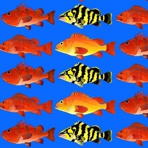 4 Pacific Rockfish on deep sea blue 3in
