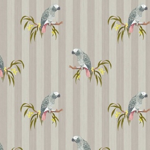Grey Parrot - Warm Taupe (Medium Scale)