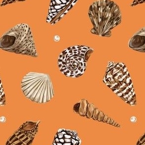 Shells (orange)