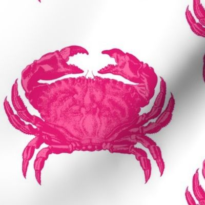 Bold Pink Jumbo Crabs - claws for celebration