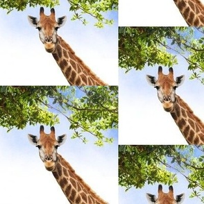 Giraffe Under Tree Canopy Africa Safari- 4.5" Repeat