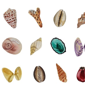 Assorted Shells Large 