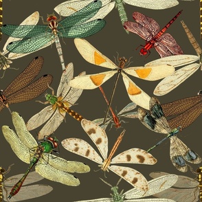 Custom Vintage Dragonfly Illustrations  on Taupe