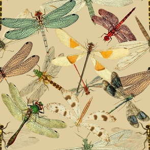 Custom Vintage dragonfly illustrations  on  parchment