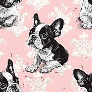 Boston Terrier on Pink Lace