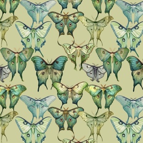 Custom vintage luna moth illustration on citron background