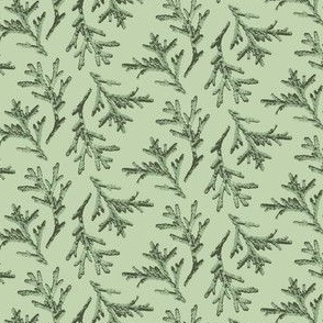 XS ✹ Earthy Evergreen Cedar Sprigs in Silvery Green for Seasonal Decor