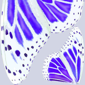 Giant Lavender-White Butterfly Wings - 52 inches wide
