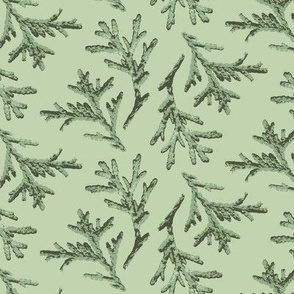 S ✹ Earthy Evergreen Cedar Sprigs in Silvery Green for Seasonal Decor