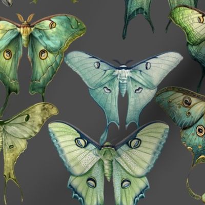 Custom Vintage Green Luna Moths Illustrations on  an Taupe Brown  background