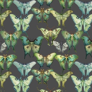 Custom Vintage Green Luna Moths Illustrations on  an Taupe Brown  background