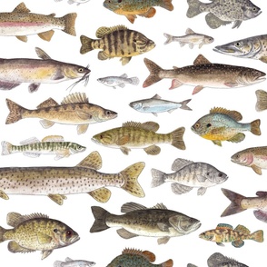 Large Sale -  Midwest Freshwater Fish - American Midwestern Fish 