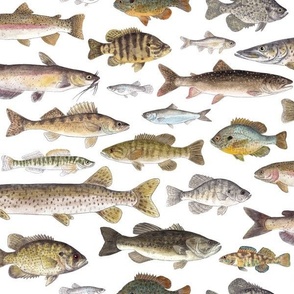 Small Sale - Midwest Freshwater Fish - American Midwestern Fish 