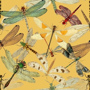 Custom Vintage Dragonfly Illustrations  on Taupe