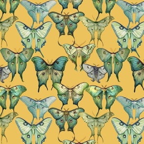 Custom vintage luna moth illustration on mustard background