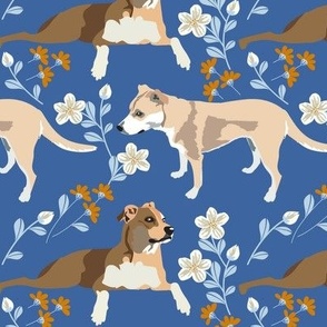 Cattle Dog white and orange flowers and blue background