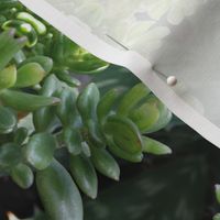 Green Succulents_1290