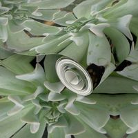 Green Succulents_5153