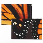 Orange Monarch Butterfly Wings