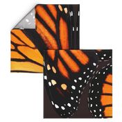 Orange Monarch Butterfly Wings