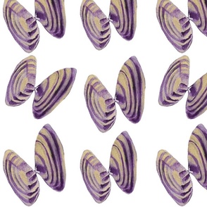 Coquina Shells in Purple 