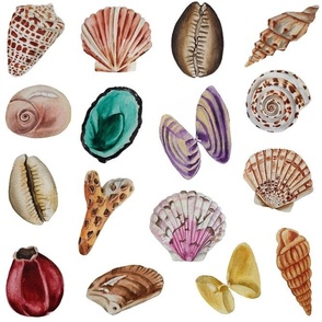 Assorted Shells "crowded"