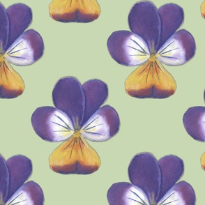 Wild pansy on sage green background