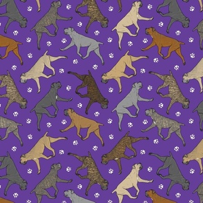 Trotting uncropped Cane Corso and paw prints - purple