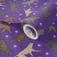 Trotting natural Cane Corso and paw prints - purple