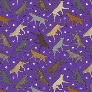 Trotting natural Cane Corso and paw prints - purple