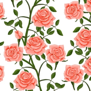 Blush Pink Rose Wall on White
