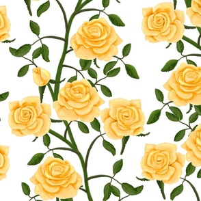 Yellow Rose Wall on White
