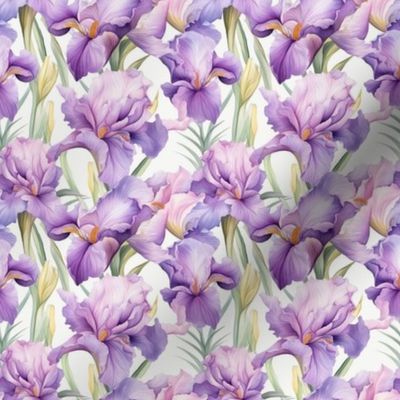 Smaller Scale Beautiful Iris Flowers in Shades of Pink and Purple