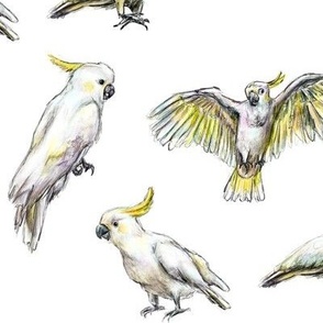 Takes TOO to Tango: Sulphur-Crested Cockatoos