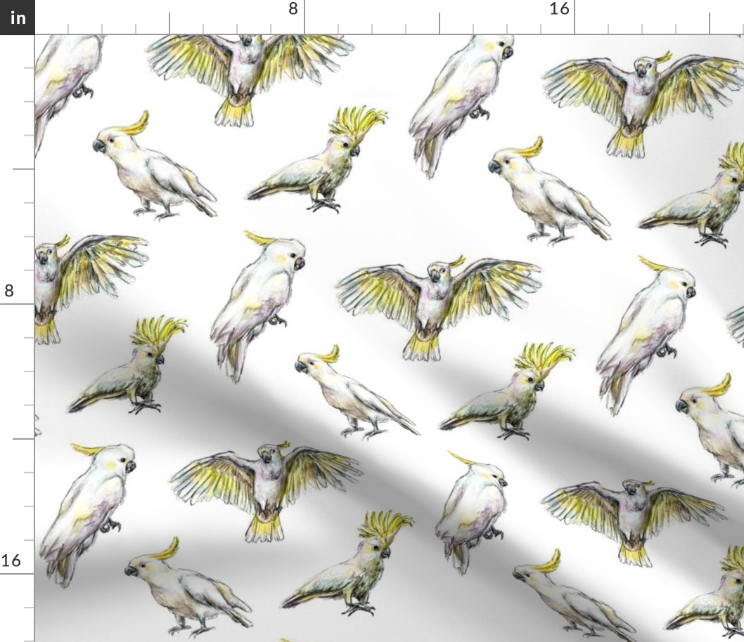 Takes TOO to Tango: Sulphur-Crested Cockatoos