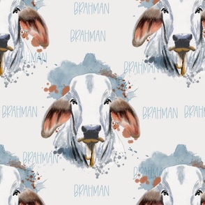 American Brahman, large with text