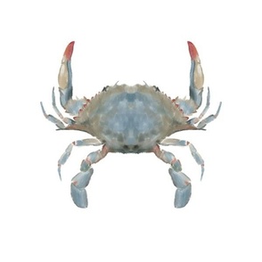 Crab (12")