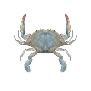 Crab (8")