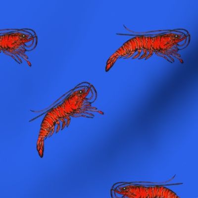 Cherry Shrimp on Bright Blue