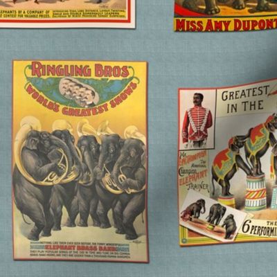 Vintage Circus Elephants Posters on Blue